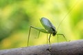 Close up of Tettigoniidae, also called bush cricket, katydid or long-horned grasshopper, Costa Rica Royalty Free Stock Photo