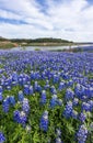 Close up Texas Bluebonnet filed in AUstin, TX .