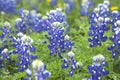 Close up of Texas bluebonnet wildflowers