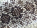 Close-Up of Texas Diamondback Rattlesnake Crotalusatrox Skin