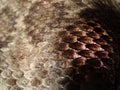 Close-Up of Texas Diamondback Rattlesnake Crotalusatrox Skin