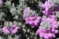 Close-up of Texas sage flowers. Royalty Free Stock Photo