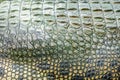 Close up texture of alive crocodile skin background. Crocodile skin pattern from alive body