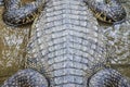 Close up texture of alive crocodile skin background. Crocodile skin pattern from alive body