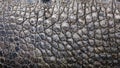 Close up texture of alligator skin