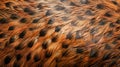 Close up Texture of Animal Fur with Natural Brown and Black Patterns for Background Use Royalty Free Stock Photo