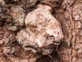 close up texture background of bark tree old oak Royalty Free Stock Photo
