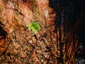 Close up texture background of brown bark of pine tree Royalty Free Stock Photo