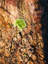 Close up texture background of brown bark of pine tree Royalty Free Stock Photo