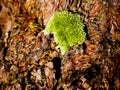 Close up texture background of brown bark of pine tree Royalty Free Stock Photo