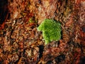 Close up texture background of brown bark of pine tree Royalty Free Stock Photo