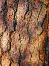 Close up texture background of brown bark of pine tree. Royalty Free Stock Photo