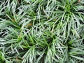 close up texture background of mini mondo grass