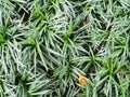 close up texture background of mini mondo grass