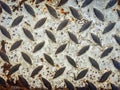 Close up texture background of rusty checker plate painted white.