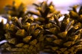 Close-up. Texture and background  tree cones. Royalty Free Stock Photo