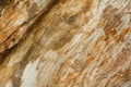 Close up Texture Background of Tree Trunk Royalty Free Stock Photo