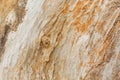 Close up Texture Background of Tree Trunk Royalty Free Stock Photo