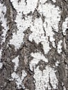 Close up texture of bark of a birch.