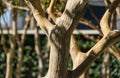 Close-up of texture bark of Heptacodium miconioides or Seven son flower trees in rest zone near the Bougainvillea fountain