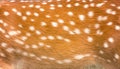 Texture beautiful skin of dear , nature animal body and fur patterns with brown and white color stripes for background Royalty Free Stock Photo