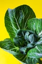 Close up of texture of bok choy, pak choi or Chinese cabbage. Food concept. Top view. Yellow background