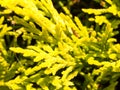 close up texture of bright conifer tree plant background Pinophyta Royalty Free Stock Photo