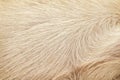 Texture brown clean horse fur texture natural patterns for background Royalty Free Stock Photo