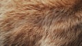 Close-up Texture of Brown and White Animal Fur Royalty Free Stock Photo