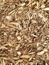 Close-up texture of cedar pine chips take out side in a garden