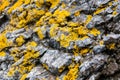 Macro texture coastal cliffs. Yellow Sea worn rock texture isolated. Royalty Free Stock Photo