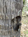 Close up texture of coconut tree trunk Royalty Free Stock Photo
