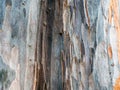 close-up texture of cracked Eucalyptus globulus tree