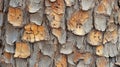Close-up Texture of Cracked Tree Bark with Insects Royalty Free Stock Photo