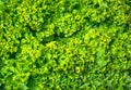 Close-up texture of curly lettuce leaves. Curled lettuce background Royalty Free Stock Photo