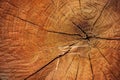 Close up texture of cutting timber by chainsaw.