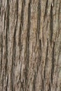 Close up texture of Cypress tree bark