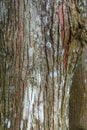 Close up texture of Cypress tree bark Royalty Free Stock Photo