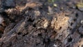 Close-up of the texture of a dark log after the rain.Side sunlight Royalty Free Stock Photo