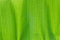 Close up texture detail pattern lines of tropical green banana leaf with water drops background Royalty Free Stock Photo