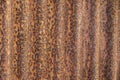 Close up texture and detail rusty on galvanize sheet background Royalty Free Stock Photo