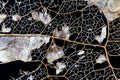 close-up of dry leaf skeleton on black background Royalty Free Stock Photo