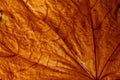 Close-up texture of dry maple leaf Royalty Free Stock Photo