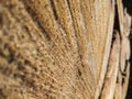 Close-up texture of a dry sawn tree. Felled tree next to a bunch of sawn trees. Wood background. Macro shooting of wood structure