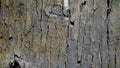 Close up texture of Eucalyptus tree trunk bark texture Background