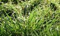 Close-up and texture of fresh green grass with moist drops of dew that glisten in the sunlight Royalty Free Stock Photo