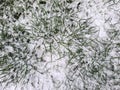 A close-up of the texture of fresh green grass, partially covered with the first light snow. Royalty Free Stock Photo