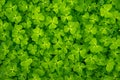 A close up of a texture of green clover