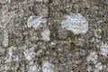 Close-up texture of grey beech tree bark with white spots of lichen, macro image background with low contrast and low Royalty Free Stock Photo