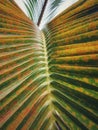 Close up texture of Ivory coconut leaves Royalty Free Stock Photo